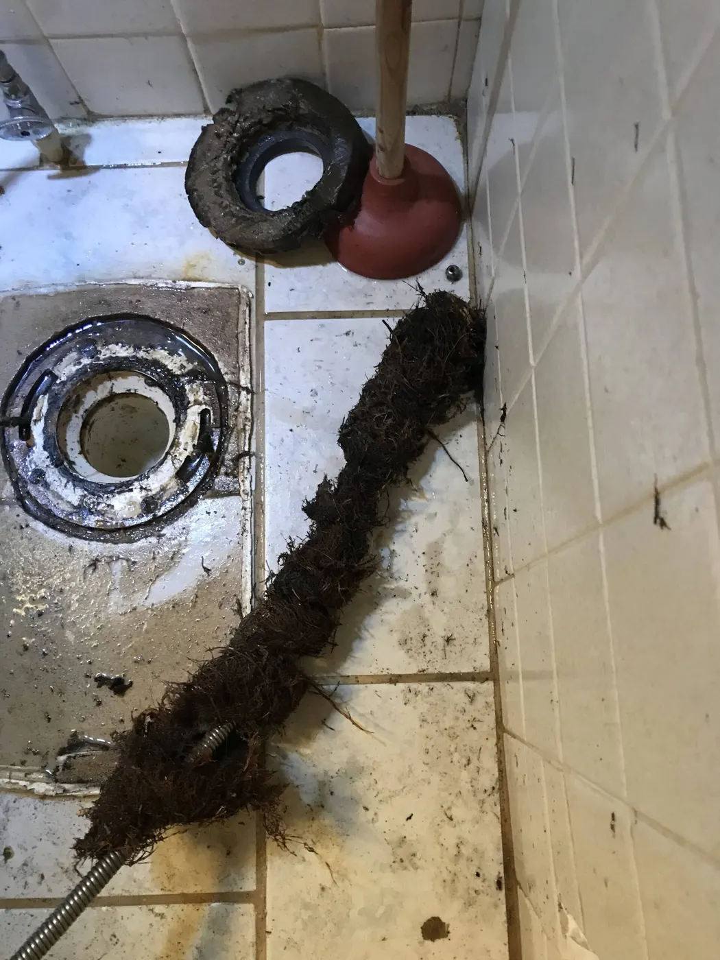 A long mass of roots pulled out of a floor drain